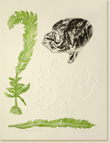Marine Flora and Fauna by Elizabeth Delson