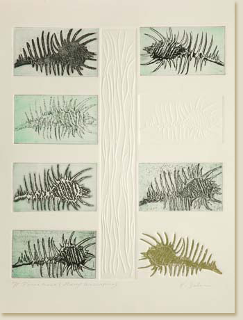 Variations Murex Tenuispina by Elizabeth Delson